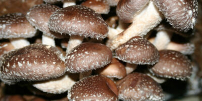 mushroom vape