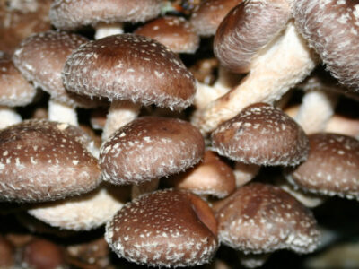 mushroom vape