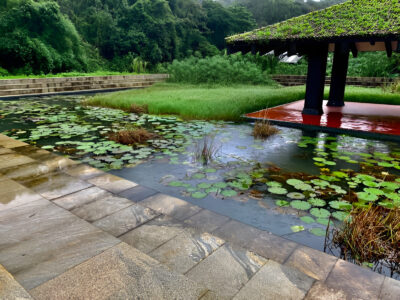Koi Pond Ecosystem